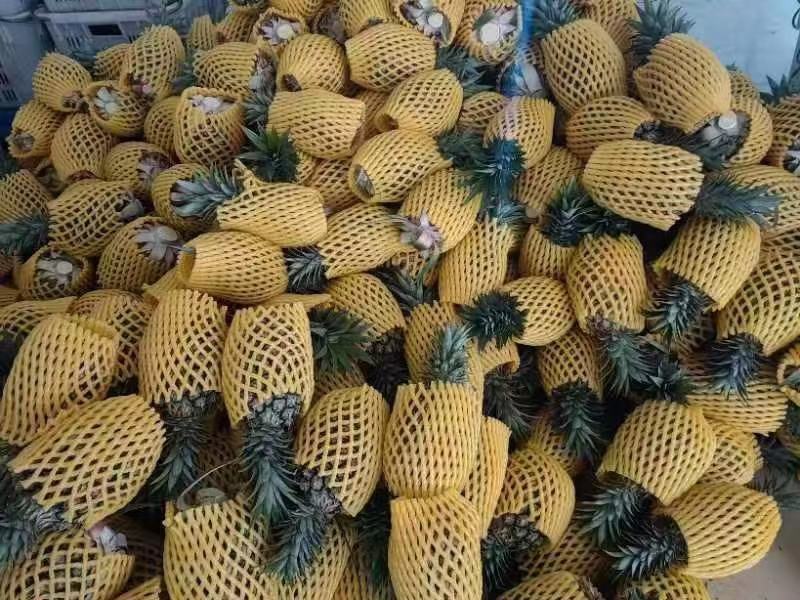 金钻凤梨/菠萝/海南17号金钻凤梨基地直发，全国供货