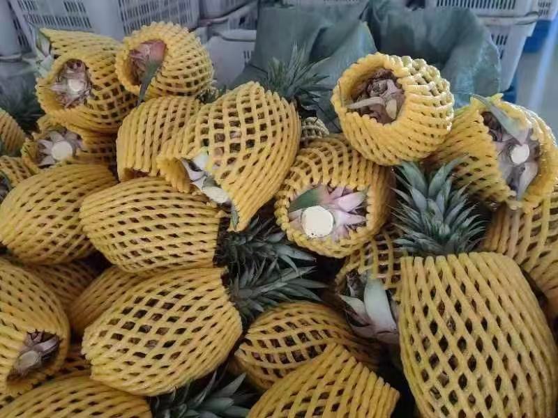 金钻凤梨/菠萝/海南17号金钻凤梨基地直发，全国供货