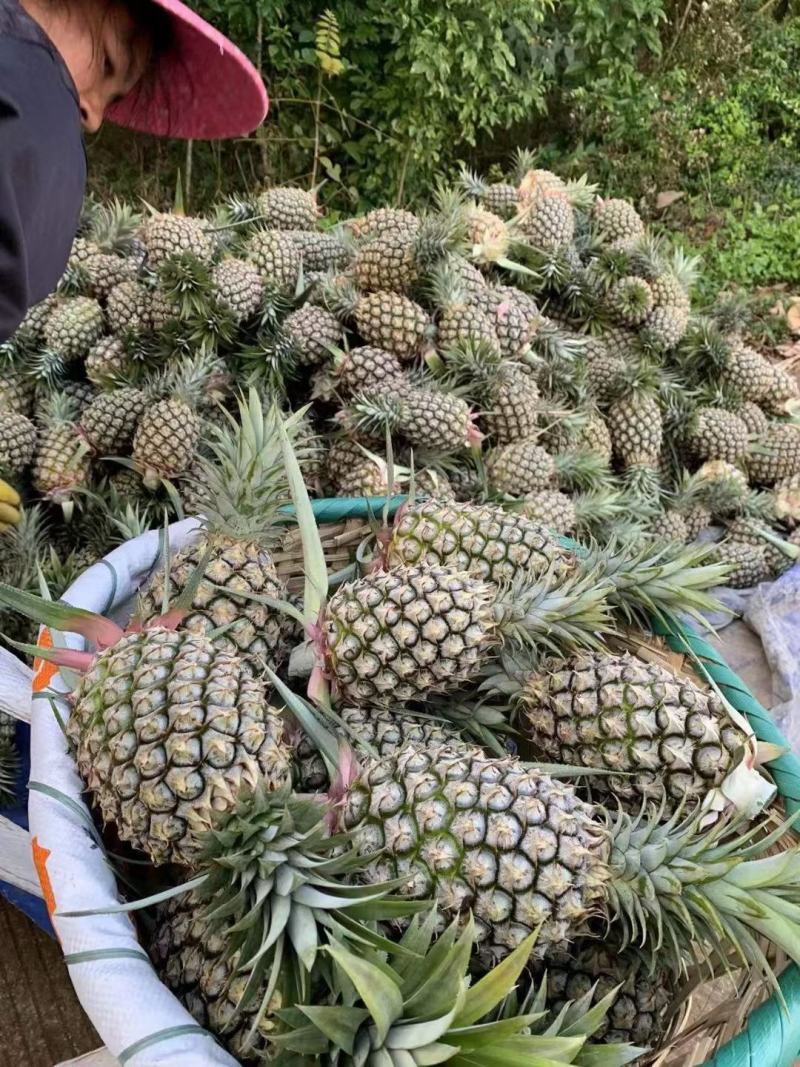 金钻凤梨/菠萝/海南17号金钻凤梨基地直发，全国供货