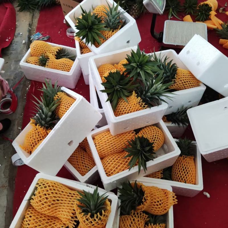 金钻凤梨/菠萝/海南17号金钻凤梨基地直发，全国供货