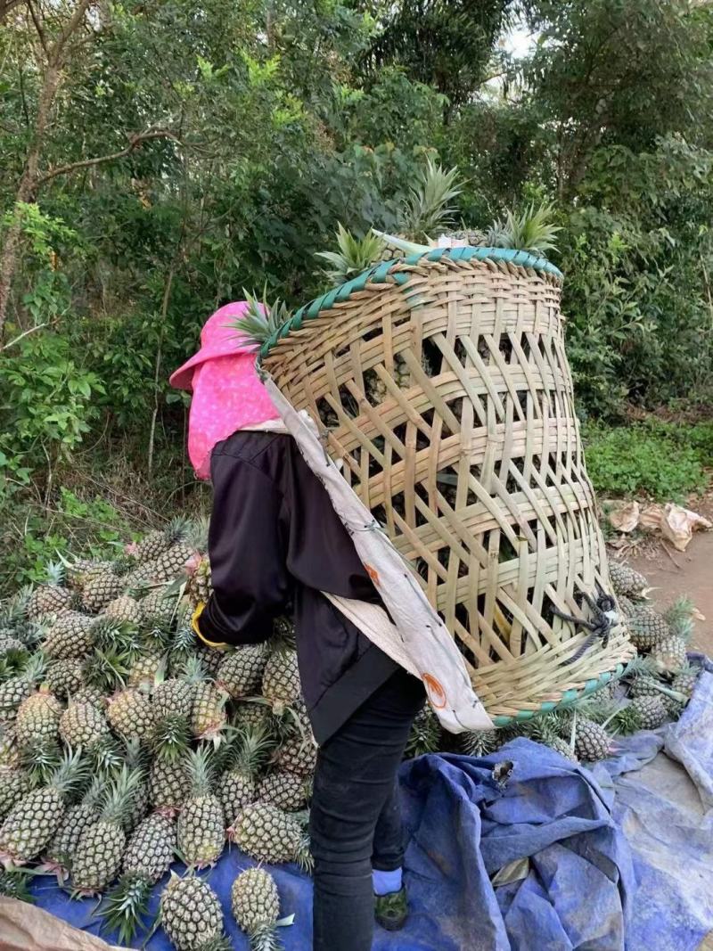 金钻凤梨/菠萝/海南17号金钻凤梨基地直发，全国供货