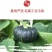 山东正宗贝贝南瓜板栗南瓜一件代发