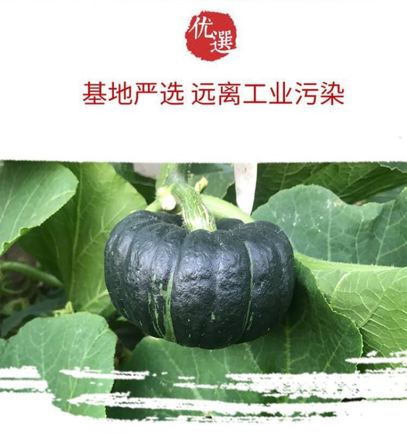 山东正宗贝贝南瓜板栗南瓜一件代发