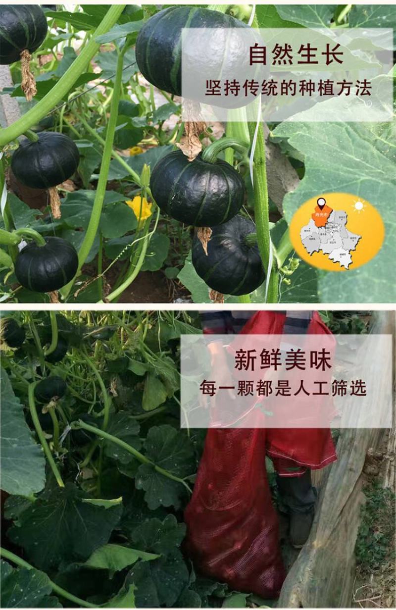 山东正宗贝贝南瓜板栗南瓜一件代发