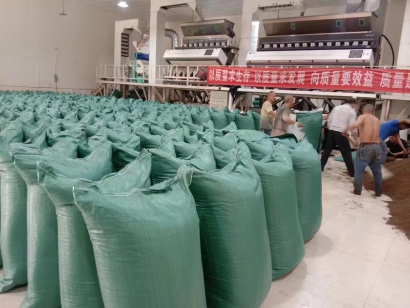 金阳青花椒产地直销售薄利多销诚信经营