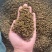 金阳青花椒产地直销售薄利多销诚信经营