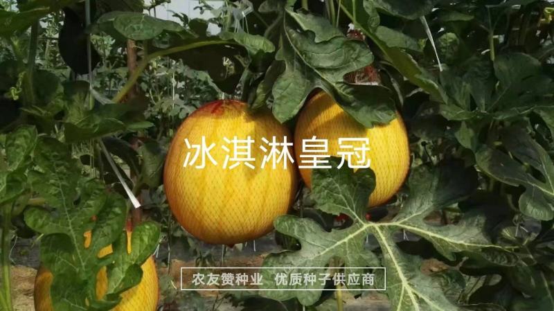 口感好入口即化冰淇淋皇冠西瓜种子黄皮黄瓤礼品西瓜种子皮薄