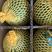 攀枝花西瓜，甜王西瓜，产地直发批发包熟包甜质量保证