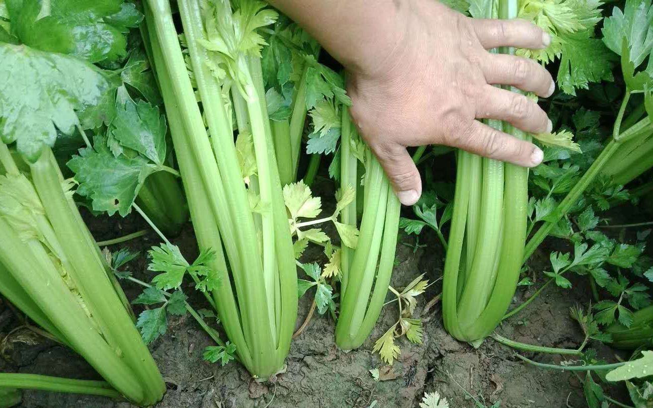 西芹全生育期三阶段高清对比图:清晰展示子叶期、旺盛生长期与生理成熟期的形态差异,背景为标准化日光温室环境,土壤湿润疏松,无病虫害症状 西芹不同生长阶段对比图:左侧为播种后20天的子叶期幼苗,中间为定植后45天的旺盛生长期(株高25cm,叶柄粗壮、叶片浓绿),右侧为成熟期(定植后110天,株高50cm以上,叶柄紧实抱合,基部浅绿色渐转乳白