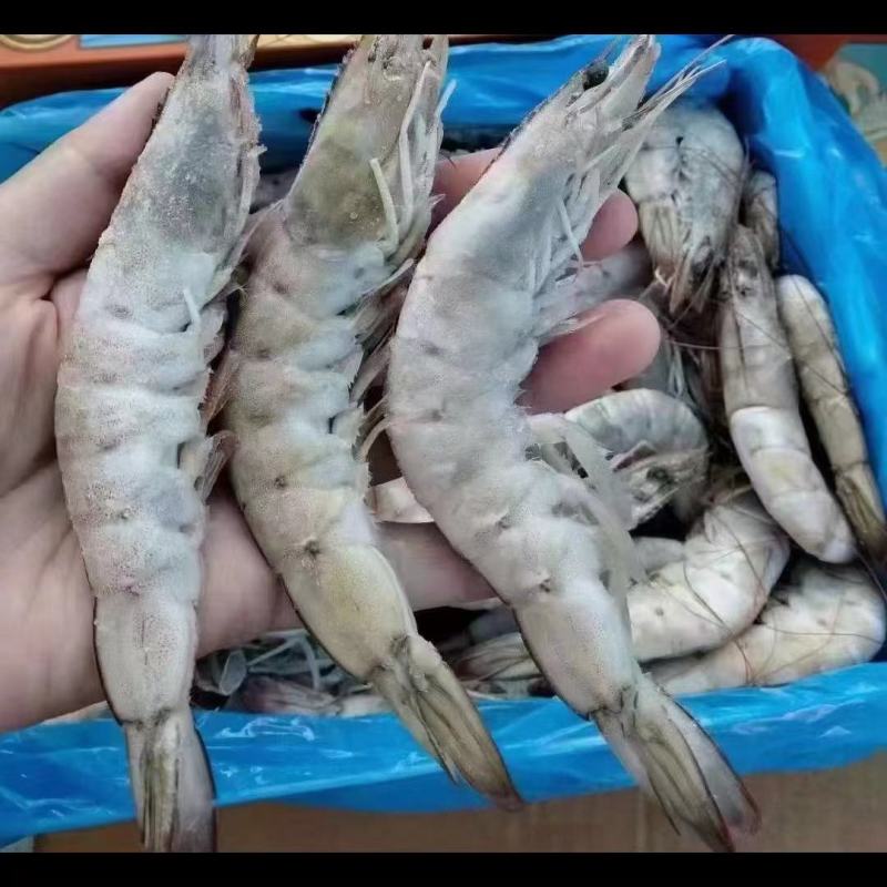 虾海虾河虾箱装散冻全规格量大从优