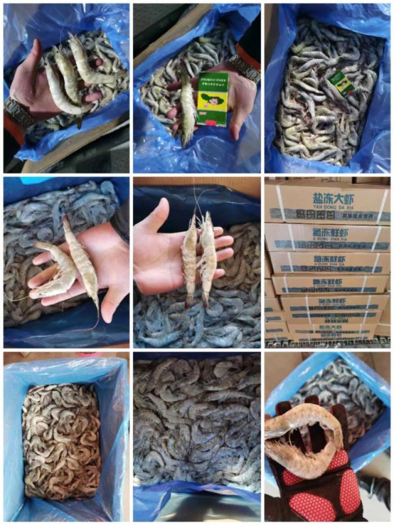 虾海虾河虾箱装散冻全规格量大从优
