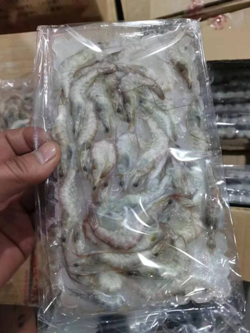 虾海虾河虾箱装散冻全规格量大从优