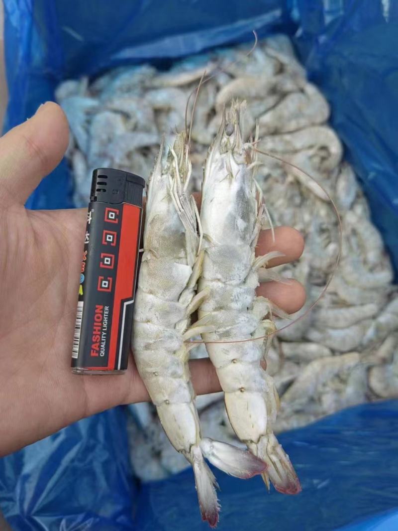 虾海虾河虾箱装散冻全规格量大从优