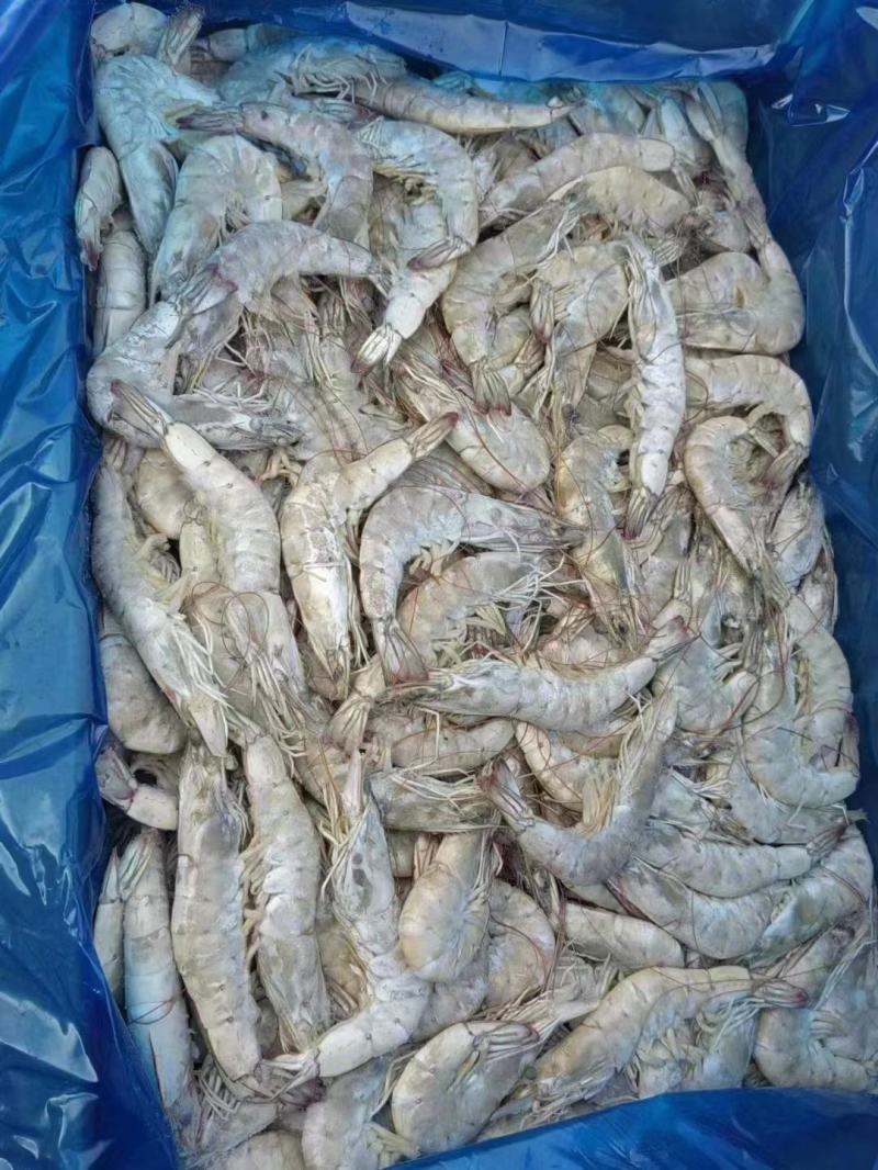 虾海虾河虾箱装散冻全规格量大从优