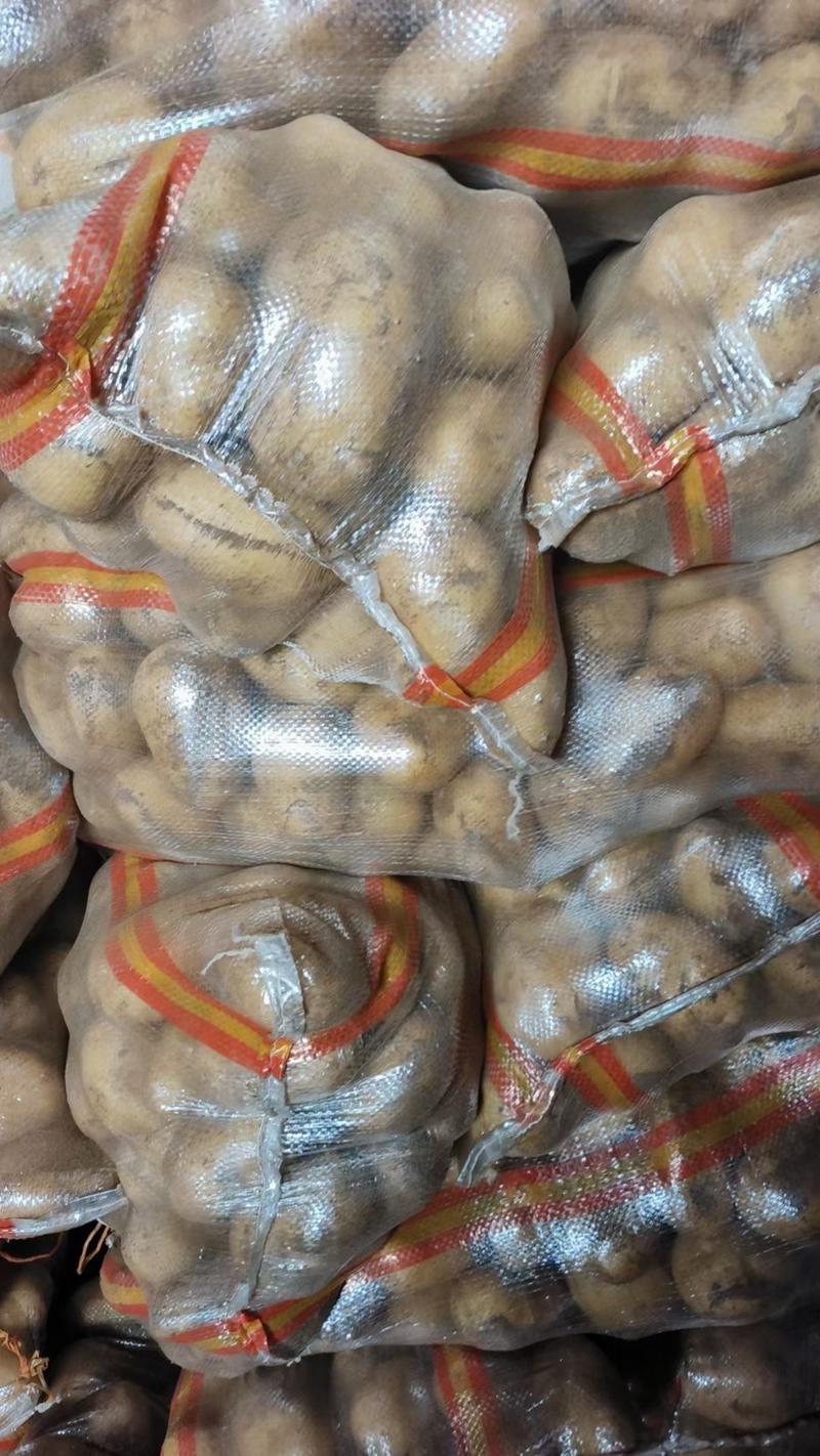 荷兰十五精品土豆现货供应批发市场餐饮食堂全国发货