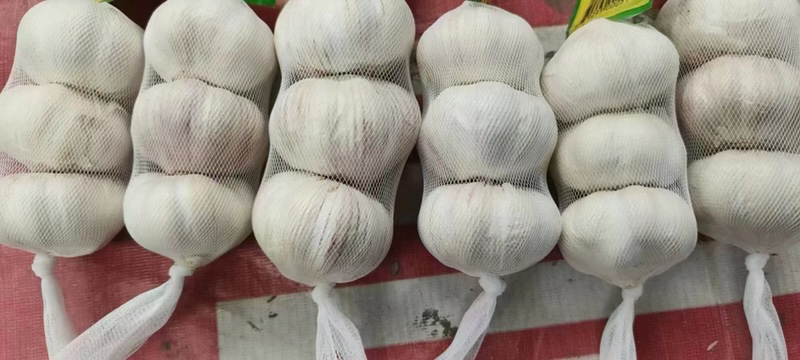 山东金乡独头蒜订单农业签约仪式现场,合作社代表与鲁花集团采购总监签署协议,背景板显示“保底价15.2元/kg”及“独头率≥65%”技术条款,桌上摆放分装好的样品蒜头与检测报告 山东金乡独头蒜订单农业签约仪式现场,合作社代表与鲁花集团采购总监签署协议,背景板显示“保底价15.2元/kg”及“独头率≥65%”技术条款,桌上摆放分装好的样品蒜头与检测报告