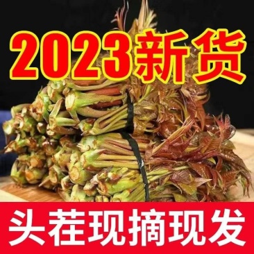 23年香椿芽嫩芽陕西新鲜香椿头产地直供一件代发