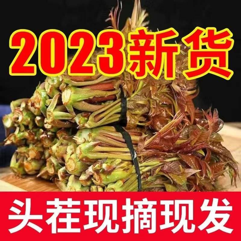 23年香椿芽嫩芽陕西新鲜香椿头产地直供一件代发