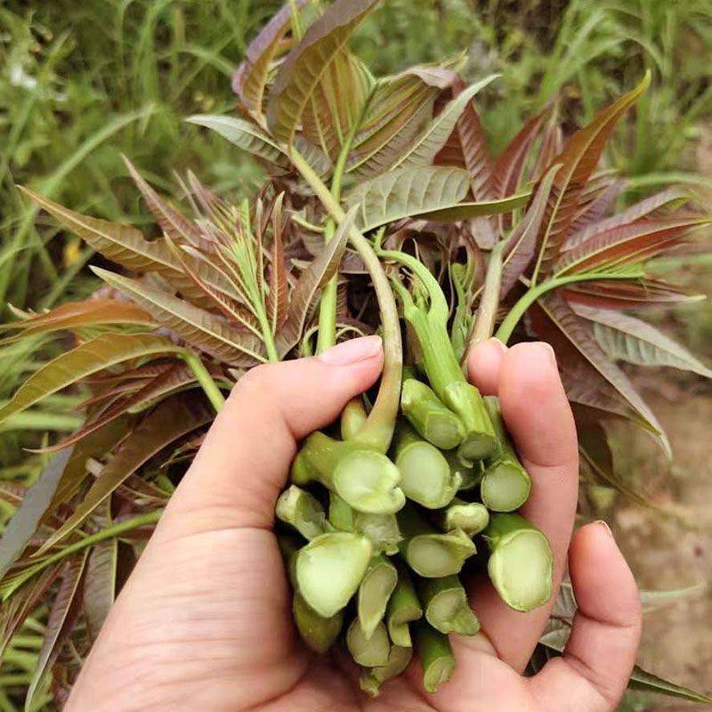 23年香椿芽嫩芽陕西新鲜香椿头产地直供一件代发