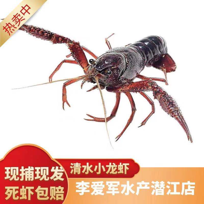 红虾精品潜江市清水小龙虾一手货源规格齐全品质保证