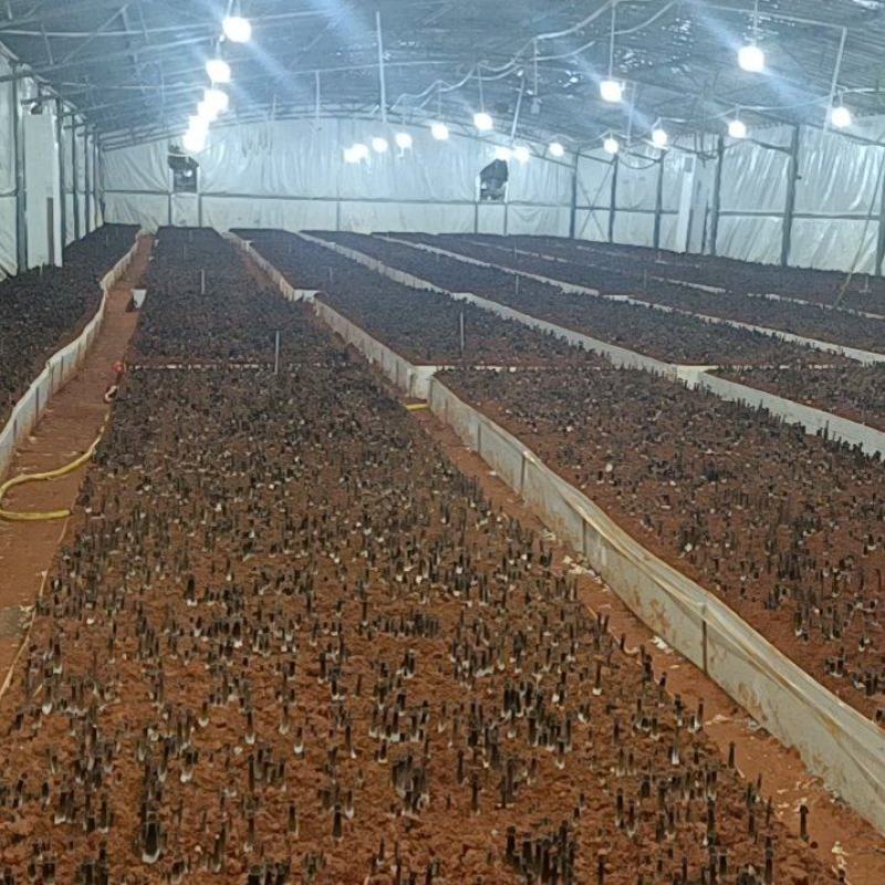 常年种植黑皮鸡枞菌，基地直发，一手货源，可全发货，