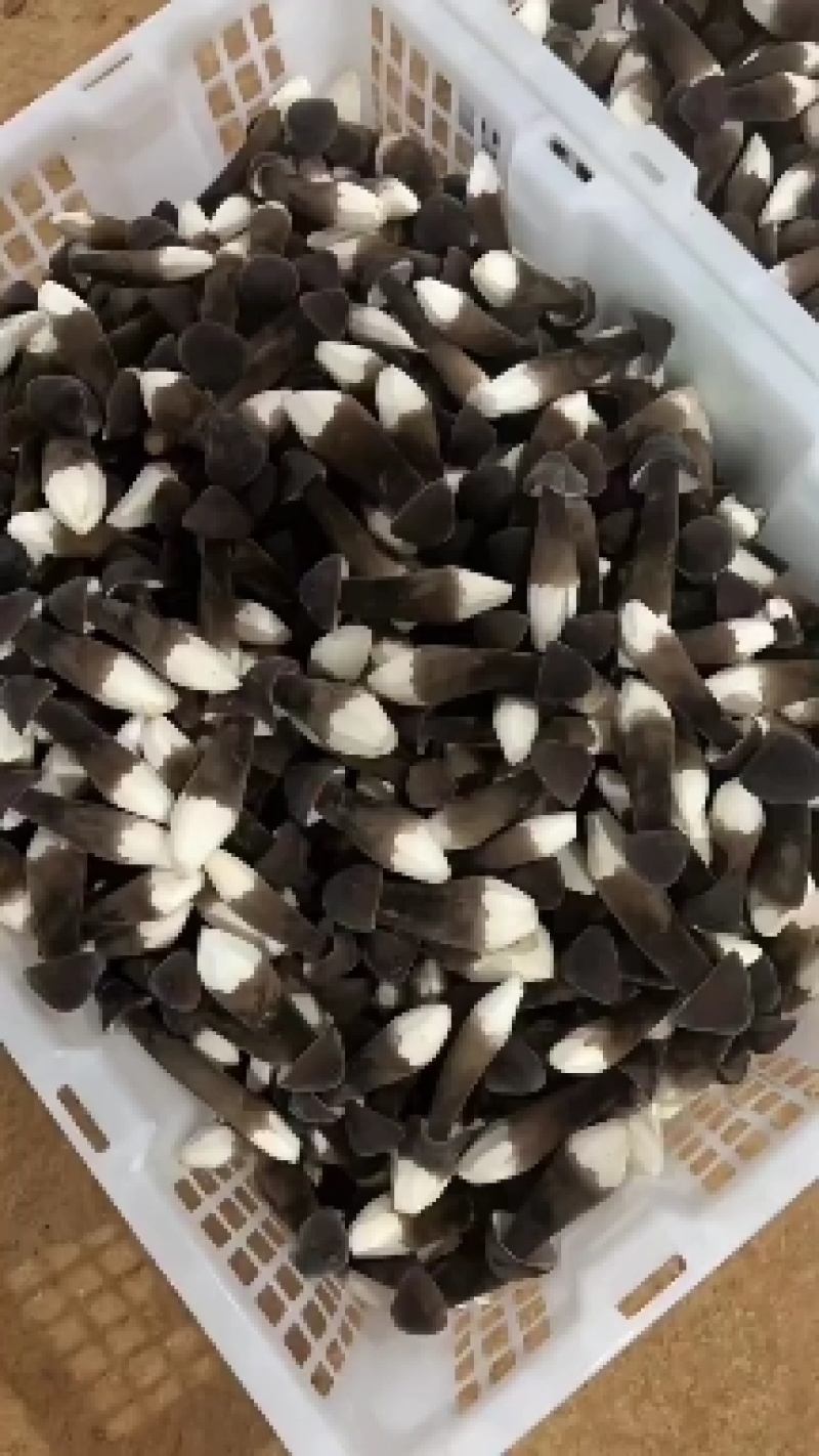 常年种植黑皮鸡枞菌，基地直发，一手货源，可全发货，