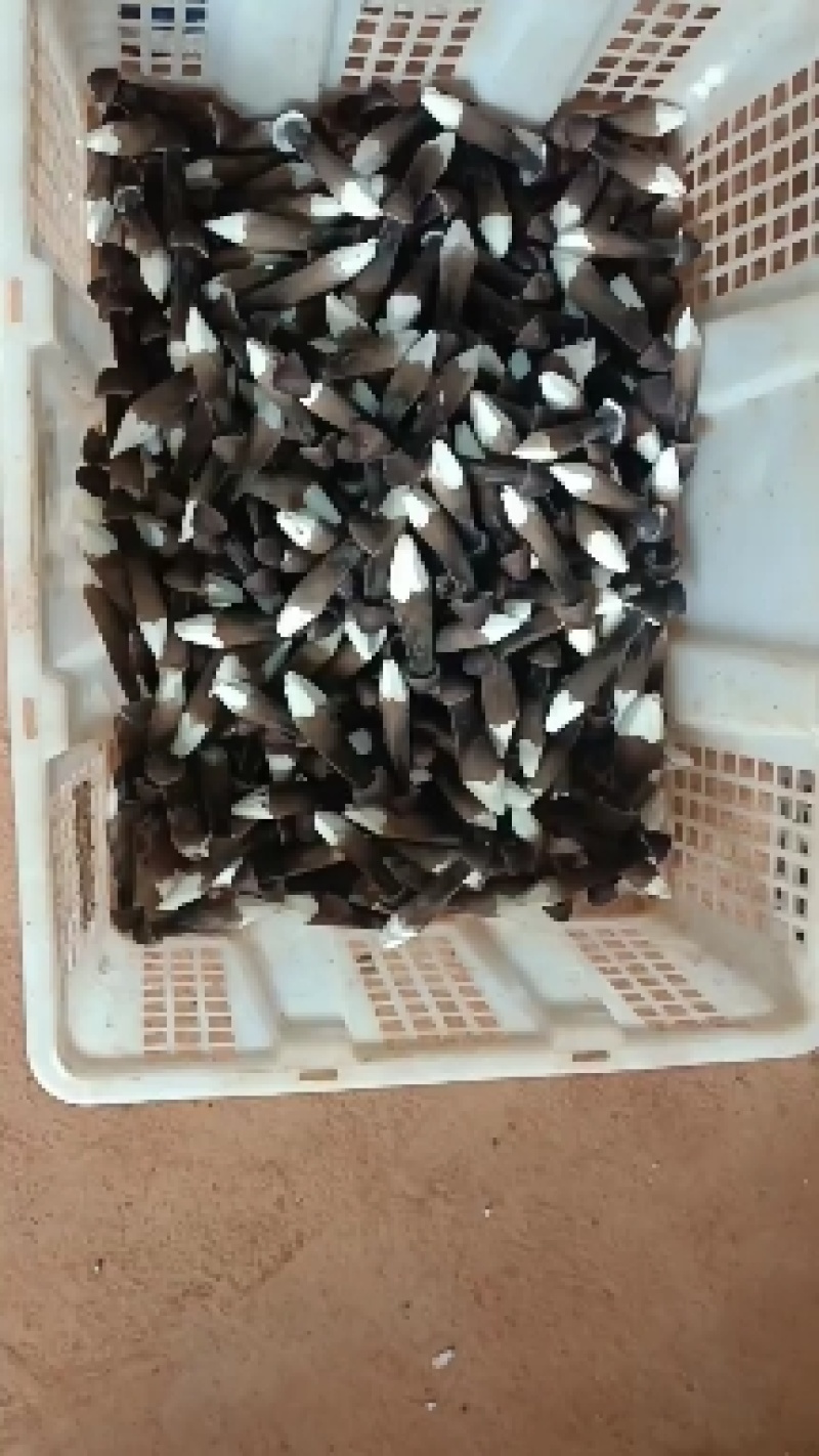 常年种植黑皮鸡枞菌，基地直发，一手货源，可全发货，