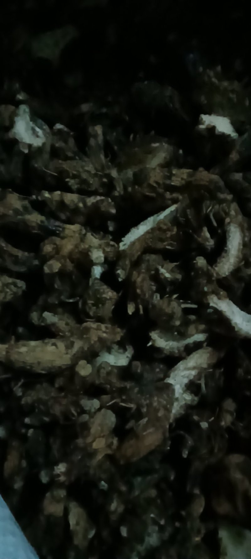 品质保证正宗白芨随时有货超高性价比**抢购
