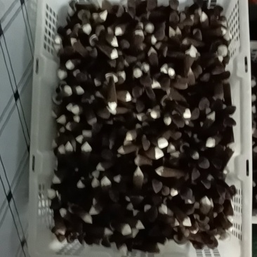 滑滑嫩嫩太香了每日现采黑皮鸡枞菌菇，新鲜直供全国