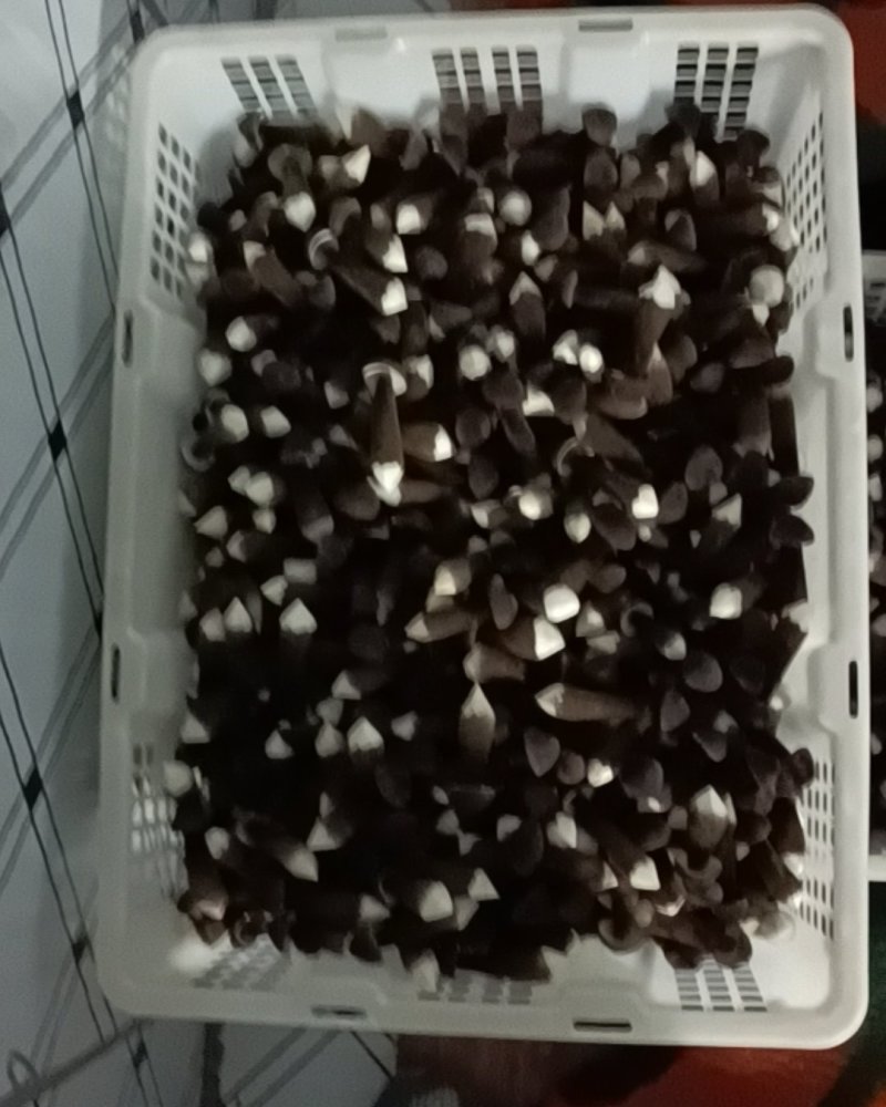 滑滑嫩嫩太香了每日现采黑皮鸡枞菌菇，新鲜直供全国