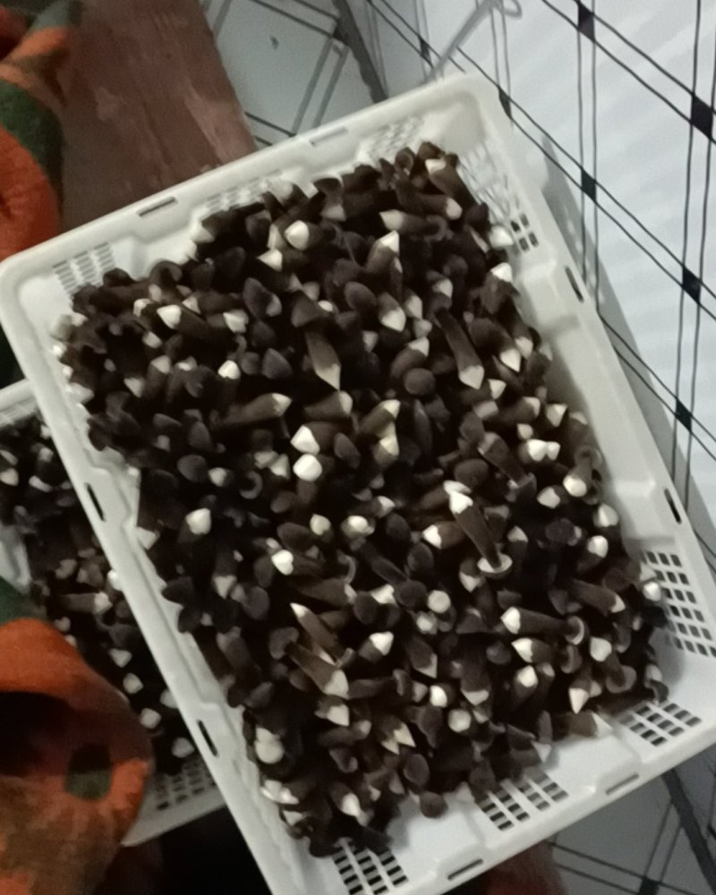 滑滑嫩嫩太香了每日现采黑皮鸡枞菌菇，新鲜直供全国