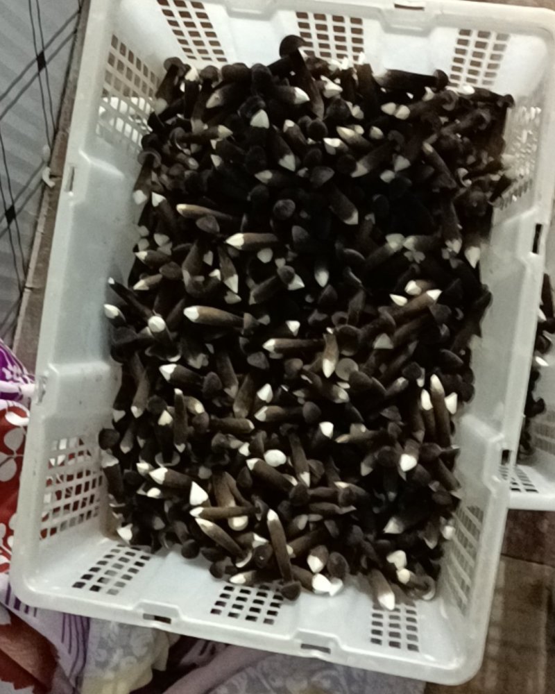 滑滑嫩嫩太香了每日现采黑皮鸡枞菌菇，新鲜直供全国