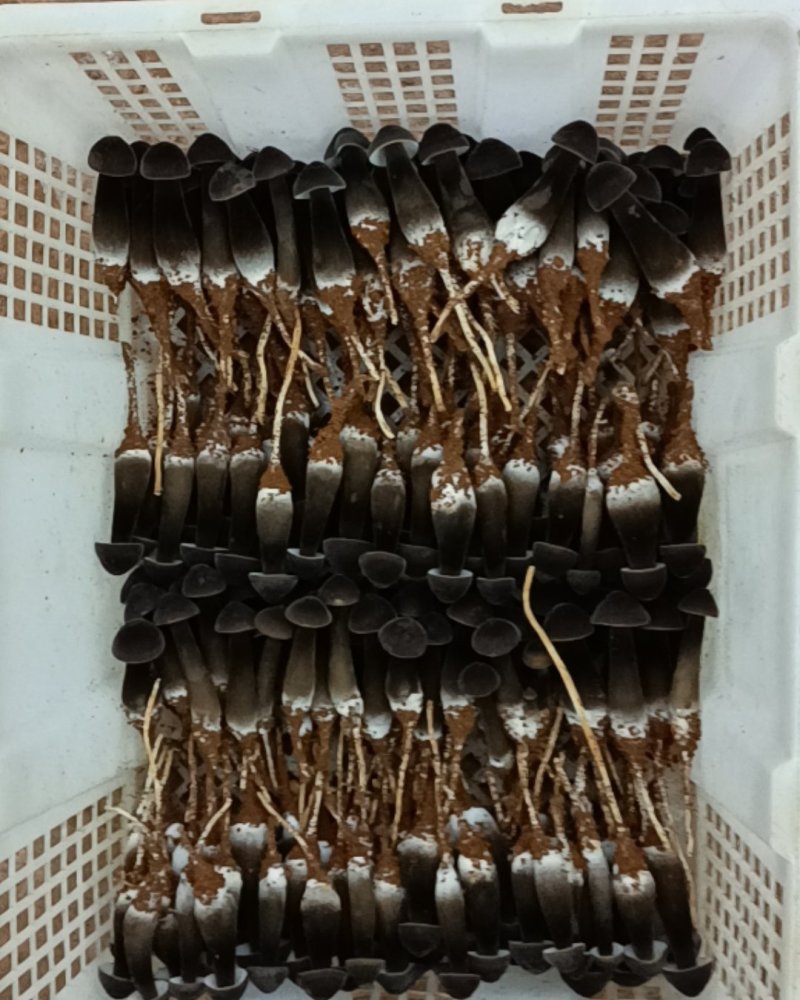 滑滑嫩嫩太香了每日现采黑皮鸡枞菌菇，新鲜直供全国