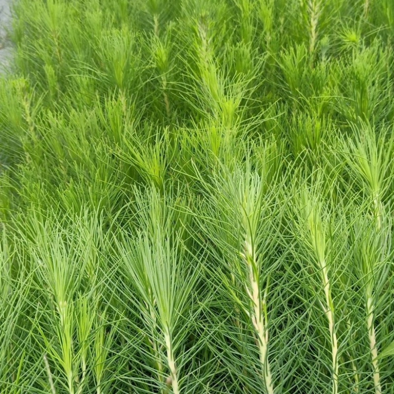 湿地松苗马尾松割油松绿化造林工程苗杯苗批发