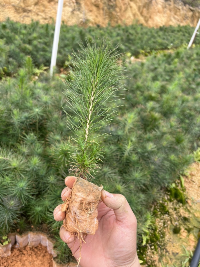 湿地松苗马尾松割油松绿化造林工程苗杯苗批发