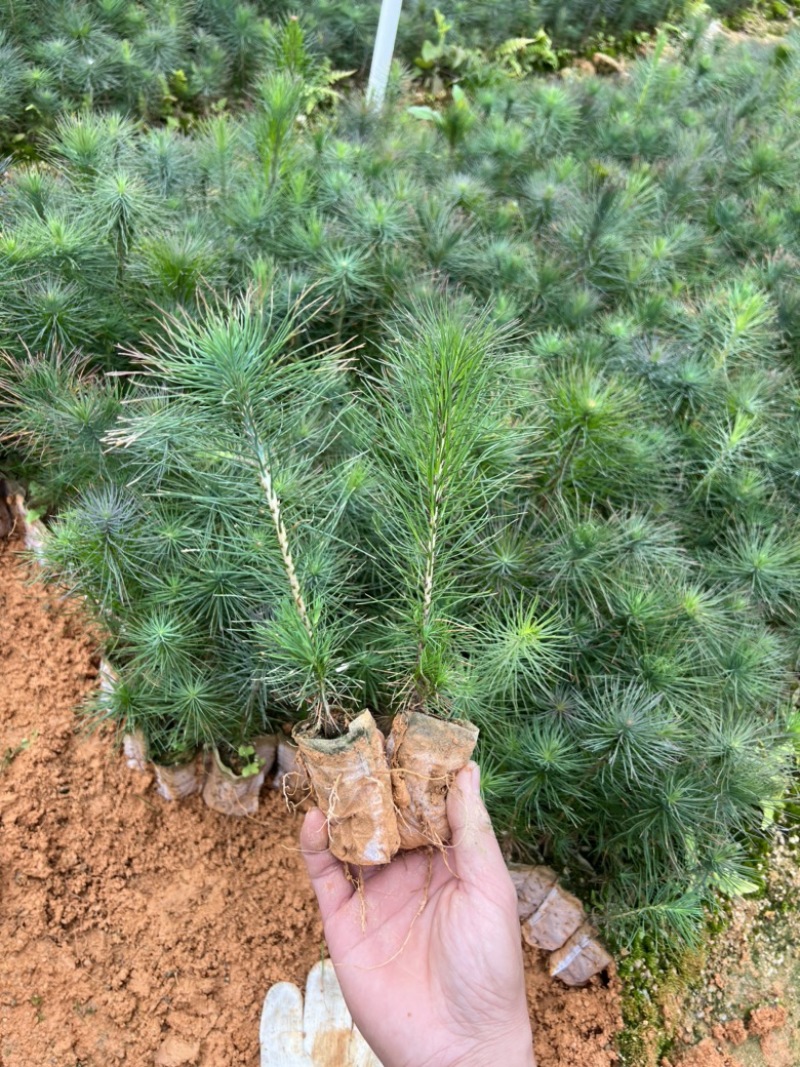 湿地松苗马尾松割油松绿化造林工程苗杯苗批发