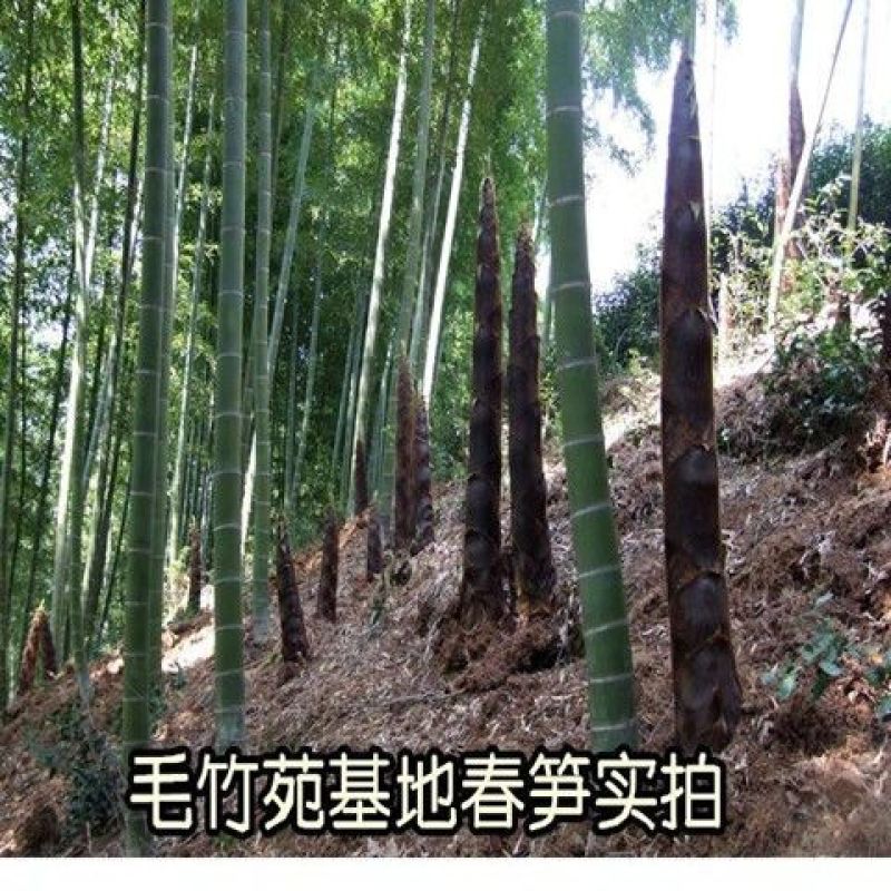 毛竹大型子新采毛竹种子春秋播种易成活【包邮到家】