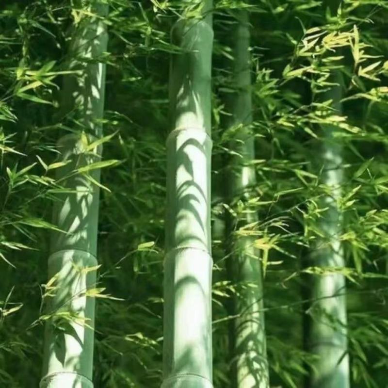 毛竹大型子新采毛竹种子春秋播种易成活【包邮到家】