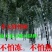 毛竹大型子新采毛竹种子春秋播种易成活【包邮到家】