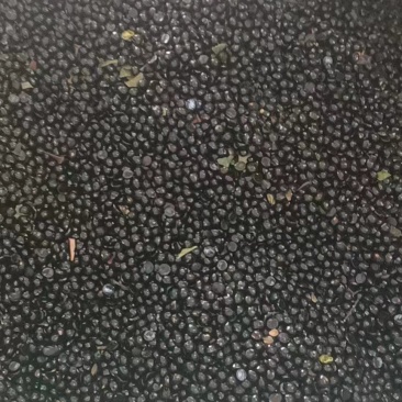 青花椒籽