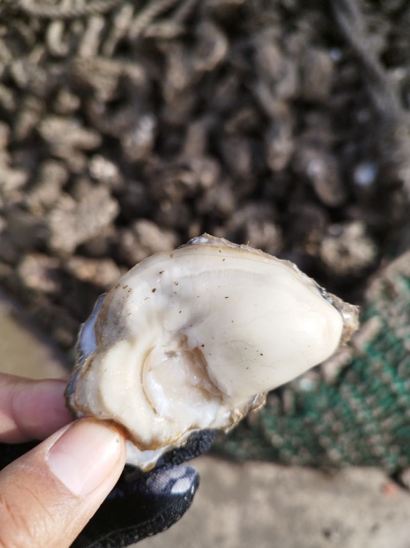 乳山生蚝刺身级生蚝养殖户一手货产地直供团购批发海蛎子
