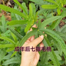 七指毛桃苗带土带杯发货的