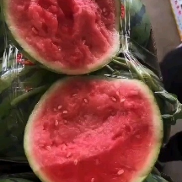 精品西瓜苗，纯度高，质量好，技术指导，包产品回收