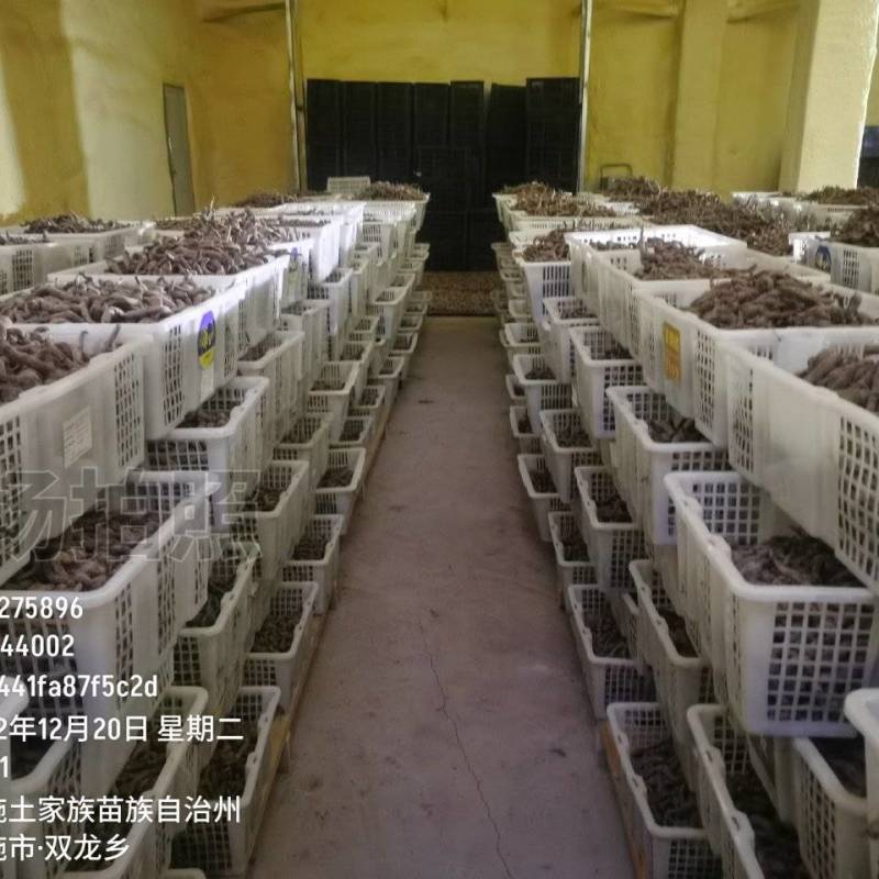 鄂魔芋一号一代魔芋种子