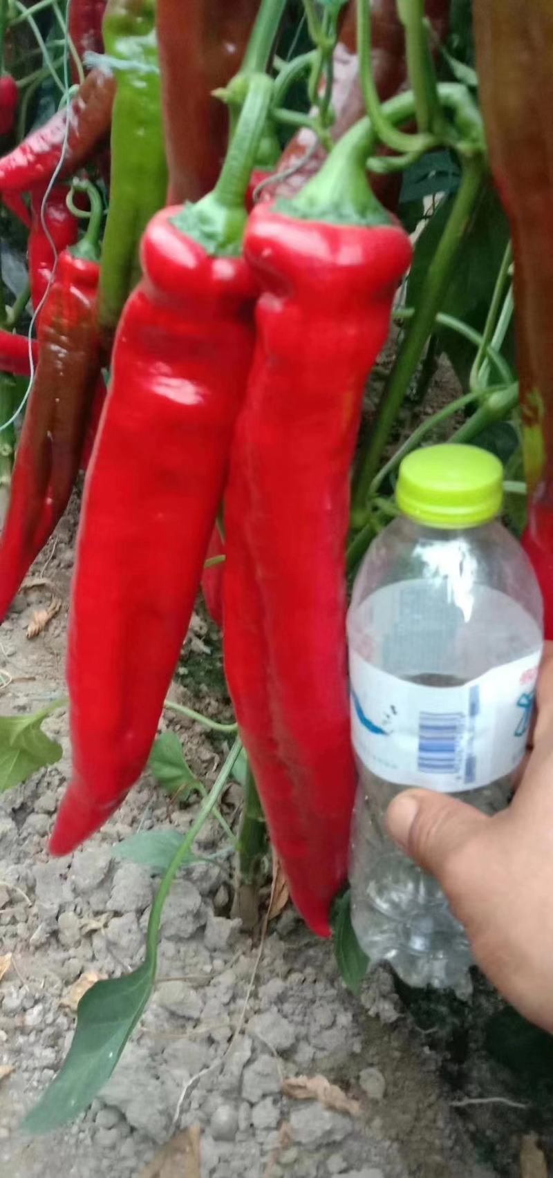 黄皮尖椒种子理想大果型