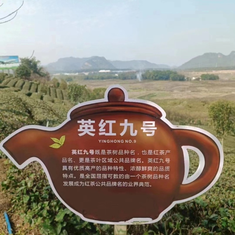 一斤包邮一斤也是批发价英德红茶英红九号春茶