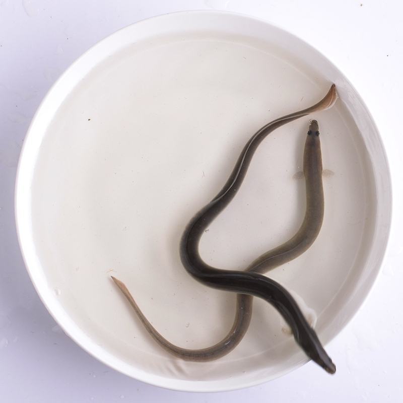 鳗鱼苗河鳗