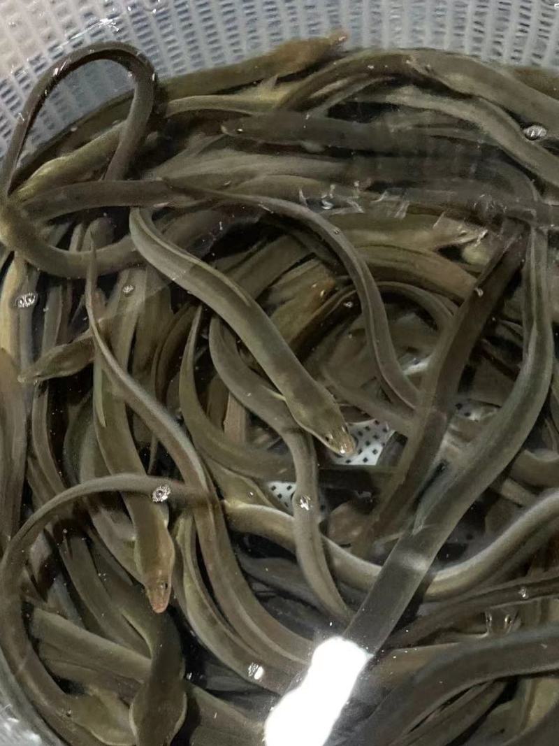 鳗鱼苗河鳗