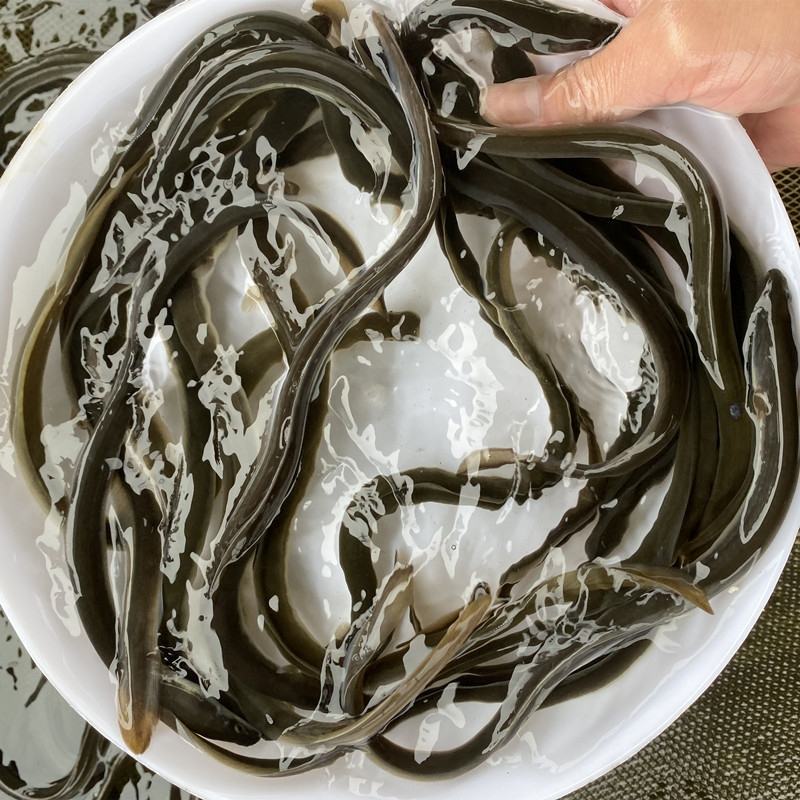 鳗鱼苗河鳗