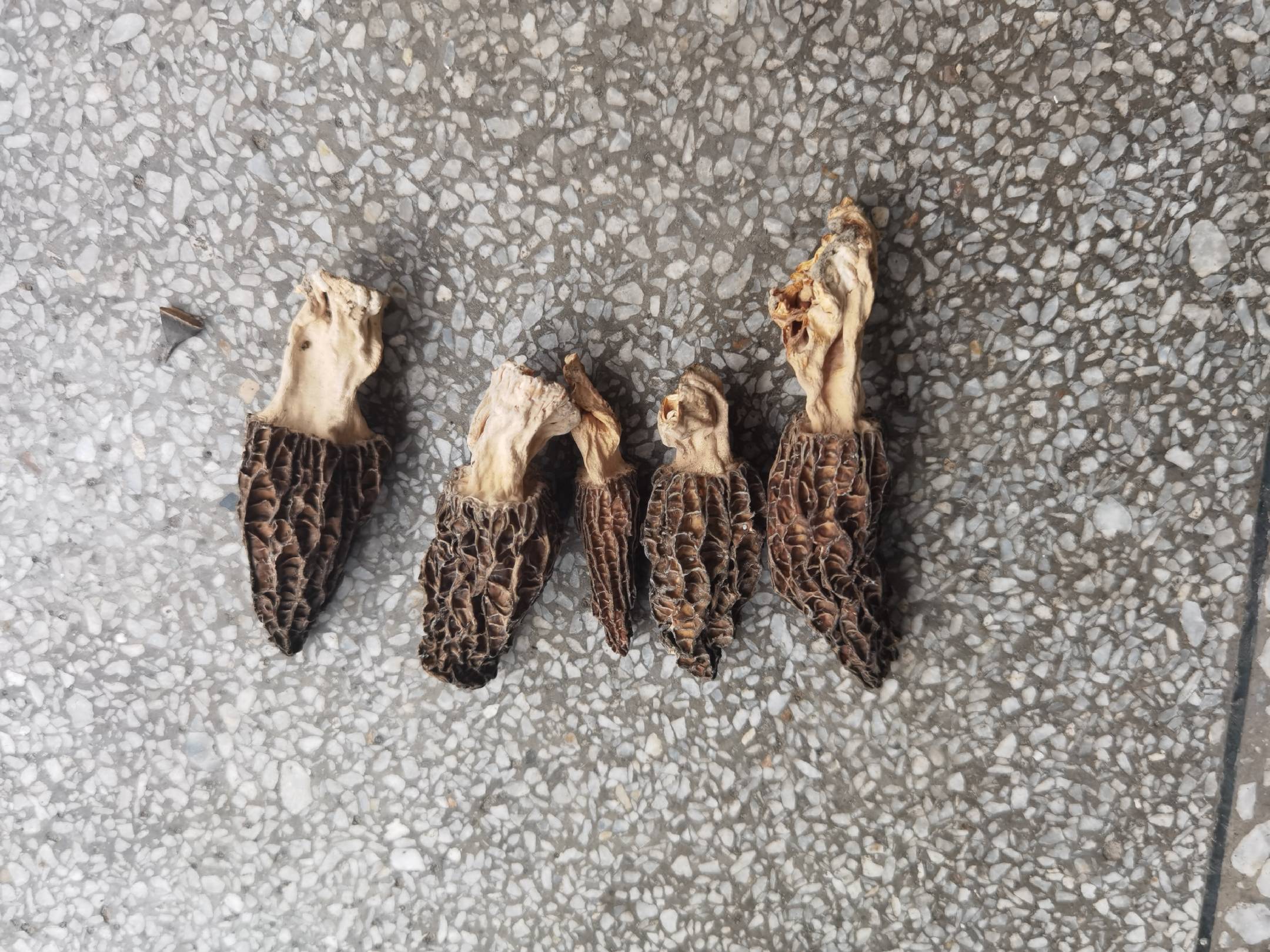 展示假羊肚菌的菌盖特写,突出其不规则的凹坑和皱褶状表面 假羊肚菌的菌盖特写